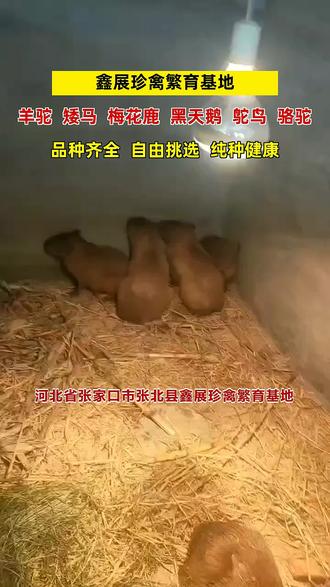 梅花苗价格揭秘，友情纽带下的梅花苗市场价值解析